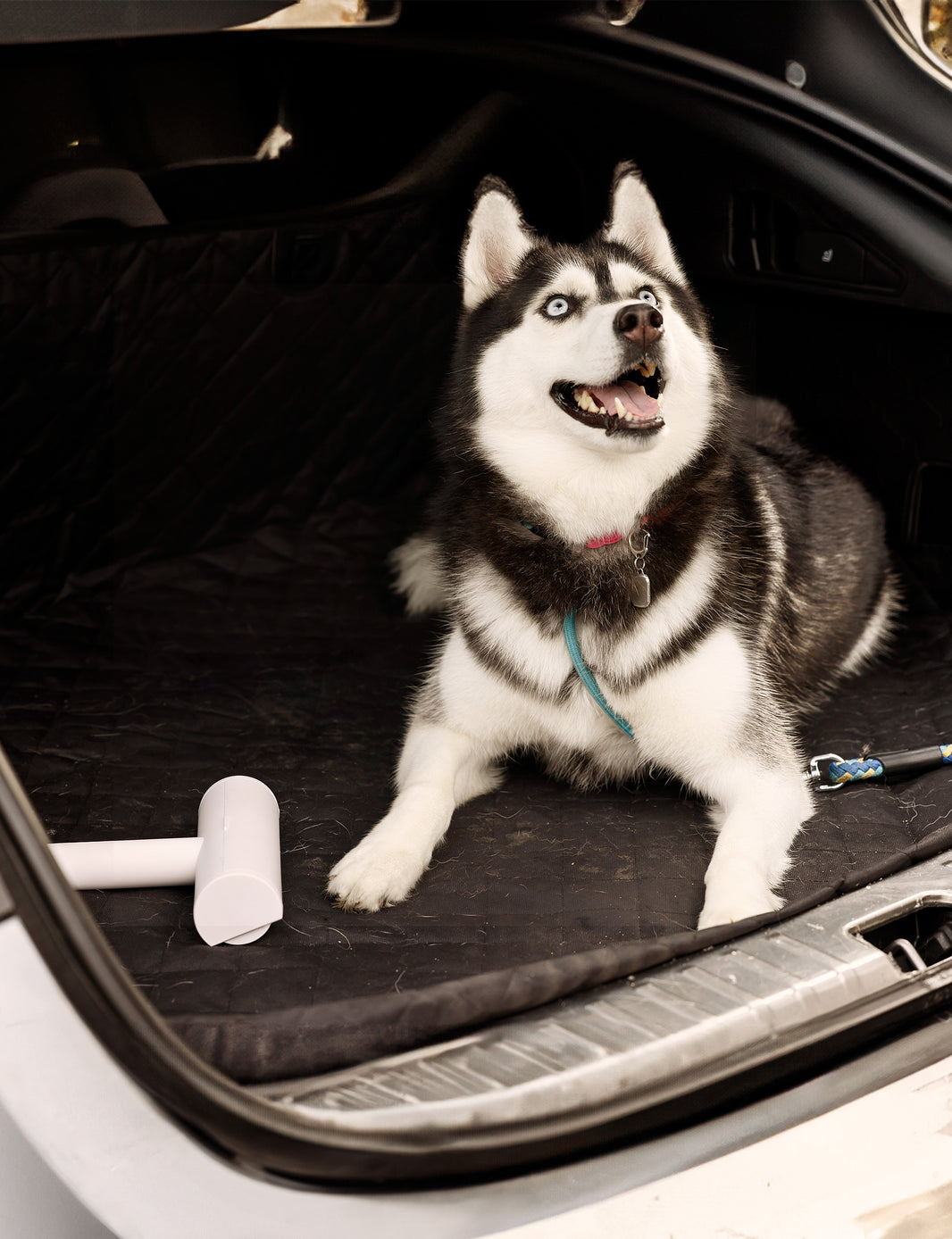 How to Clean Your Car of Pet Hair: Easy Solutions for Pet Owners